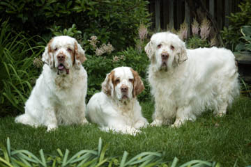 clumber spaniel